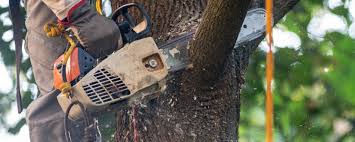 Best Soil Testing and Treatment  in Glenside, PA