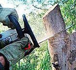 Best Tree and Shrub Care  in Glenside, PA