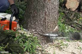 Best Root Management and Removal  in Glenside, PA