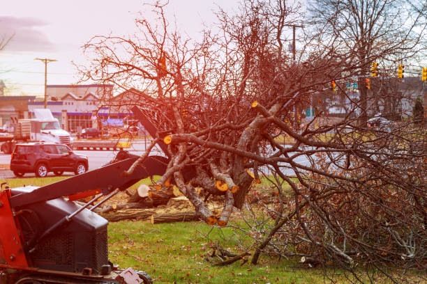 Reliable Glenside, PA Tree Care Solutions