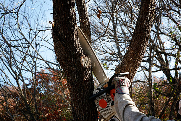 Best Hazardous Tree Removal  in Glenside, PA