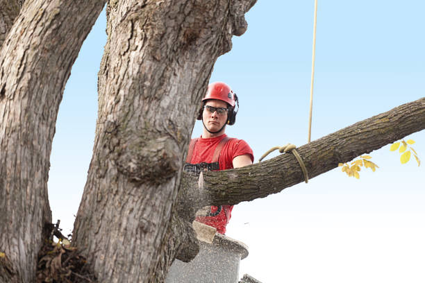 How Our Tree Care Process Works  in  Glenside, PA
